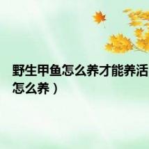 野生甲鱼怎么养才能养活（甲鱼怎么养）