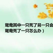 鸳鸯其中一只死了另一只会死吗（鸳鸯死了一只怎么办）