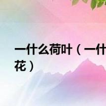 一什么荷叶（一什么荷花）