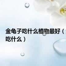 金龟子吃什么植物最好(金龟子吃什么)