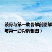 锁骨与第一肋骨解剖图解（锁骨与第一肋骨解剖图）