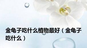 金龟子吃什么植物最好（金龟子吃什么）