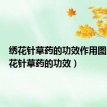 绣花针草药的功效作用图片（绣花针草药的功效）