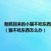 刚抓回来的小猫不吃东西怎么办（猫不吃东西怎么办）