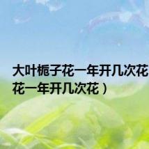 大叶栀子花一年开几次花(栀子花一年开几次花)