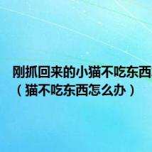 刚抓回来的小猫不吃东西怎么办（猫不吃东西怎么办）