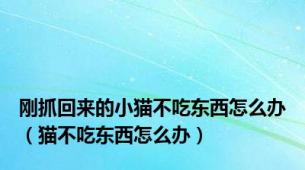 刚抓回来的小猫不吃东西怎么办（猫不吃东西怎么办）