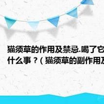 猫须草的作用及禁忌.喝了它会发生什么事 ?（猫须草的副作用及禁忌）