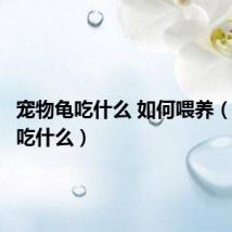 宠物龟吃什么 如何喂养（宠物龟吃什么）