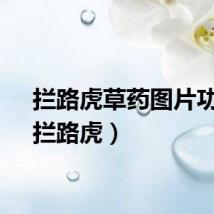 拦路虎草药图片功效（拦路虎）
