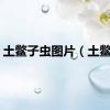 土鳖子虫图片（土鳖子）