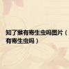 知了猴有寄生虫吗图片（知了猴有寄生虫吗）
