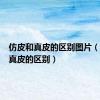 仿皮和真皮的区别图片（仿皮和真皮的区别）