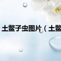 土鳖子虫图片（土鳖子）