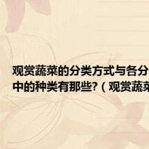 观赏蔬菜的分类方式与各分类方式中的种类有那些?(观赏蔬菜)