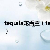 tequila龙舌兰（tequila）