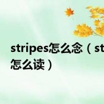 stripes怎么念(stripes怎么读)