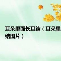耳朵里面长耳结(耳朵里面有耳结图片)