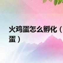 火鸡蛋怎么孵化（火鸡蛋）