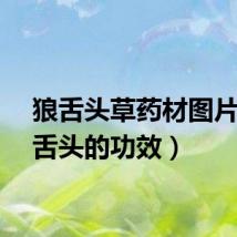 狼舌头草药材图片（狼舌头的功效）