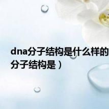 dna分子结构是什么样的(dna分子结构是)