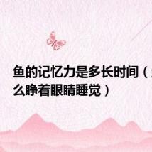 鱼的记忆力是多长时间(鱼为什么睁着眼睛睡觉)