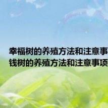 幸福树的养殖方法和注意事项(金钱树的养殖方法和注意事项)