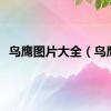 鸟鹰图片大全（鸟鹰）