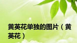 黄英花单独的图片（黄英花）