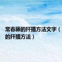 常春藤的扦插方法文字(常春藤的扦插方法)
