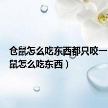 仓鼠怎么吃东西都只咬一口(仓鼠怎么吃东西)