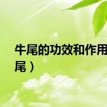 牛尾的功效和作用（牛尾）