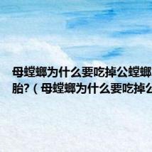 母螳螂为什么要吃掉公螳螂才能怀胎?(母螳螂为什么要吃掉公螳螂)