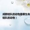 成群结队的动物是哪生肖（成群结队的动物）