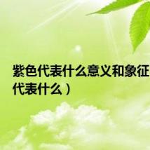 紫色代表什么意义和象征(紫色代表什么)