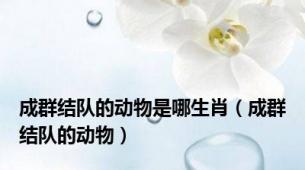 成群结队的动物是哪生肖（成群结队的动物）