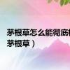 茅根草怎么能彻底根除（茅根草）