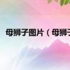 母狮子图片（母狮子）