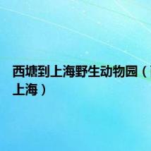 西塘到上海野生动物园（西塘到上海）