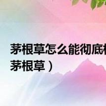 茅根草怎么能彻底根除（茅根草）