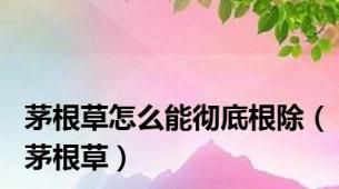 茅根草怎么能彻底根除（茅根草）