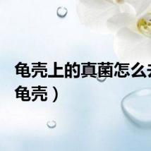 龟壳上的真菌怎么去除（龟壳）