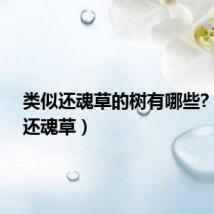 类似还魂草的树有哪些?(类似还魂草)