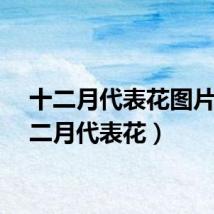十二月代表花图片（十二月代表花）