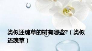 类似还魂草的树有哪些?（类似还魂草）