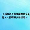 人体有多少条经络图解大全 十二经脉（人体有多少条经络）