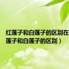 红莲子和白莲子的区别在哪（红莲子和白莲子的区别）