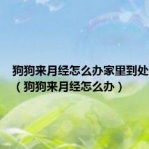 狗狗来月经怎么办家里到处都是血（狗狗来月经怎么办）