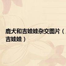 鹿犬和吉娃娃杂交图片（鹿犬和吉娃娃）