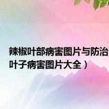 辣椒叶部病害图片与防治(辣椒叶子病害图片大全)